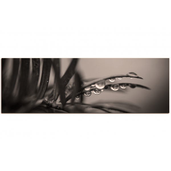 Obraz na plátně - Kapky na jehličí - panoráma